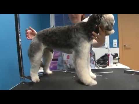 Como cortar el pelo a tu perro