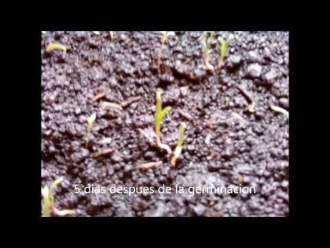 Sembrar y germinar espinaca en casa