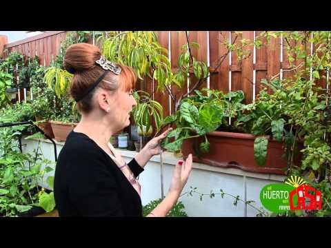 El huerto - Espinacas y acelgas