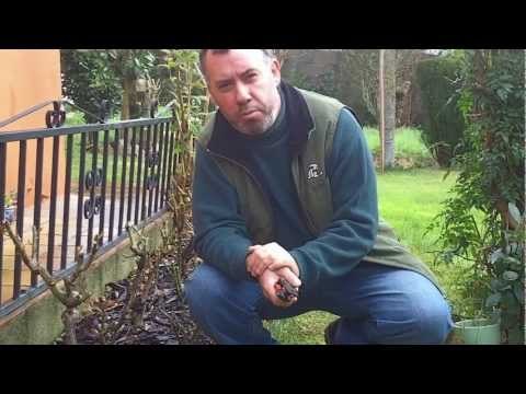 Como cuidar, podar y reproducir un rosal  (1)