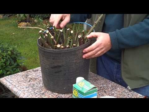 Como cuidar, podar y reproducir un rosal  (2)