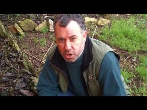 Como cuidar, podar y reproducir un rosal  (3)