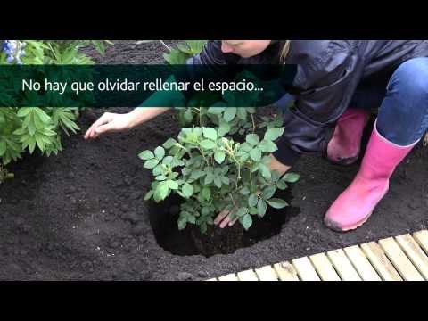 Plantar un rosal