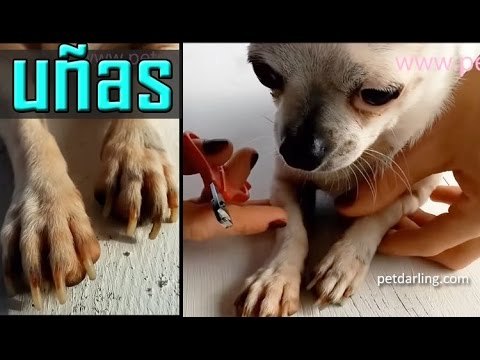 Como cortar las uñas de tu perro