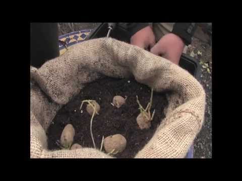 Cultivar patatas en tu casa