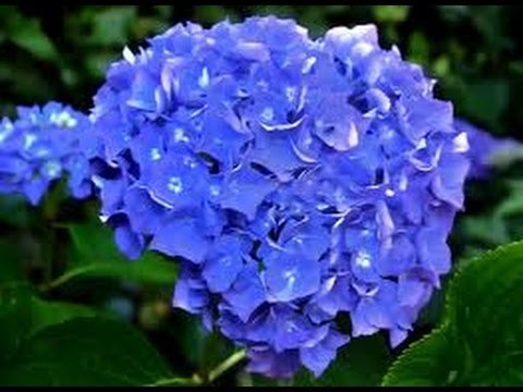 Cultivar Hortensias Hydrangeas