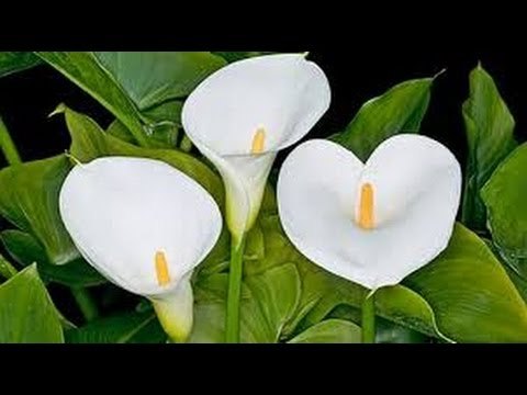 Cultivar la Flor de Cala