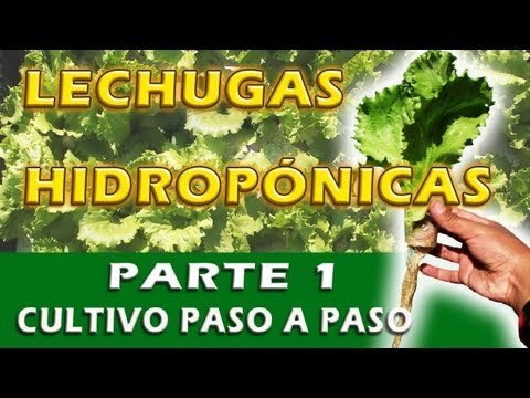 Lechugas hidropónicas