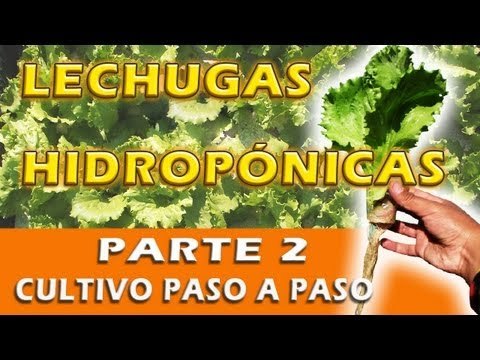 Lechugas Hidropónicas 2