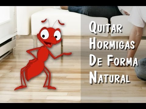 Eliminar hormigas sin pesticidas