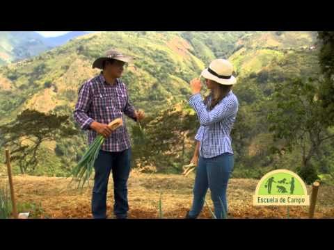 Como sembrar hortalizas en terraza