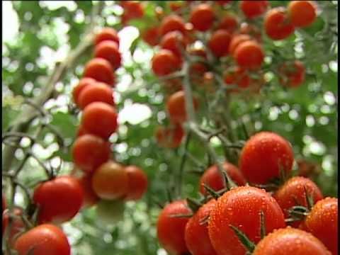 Industria de producción de tomates en invernadero