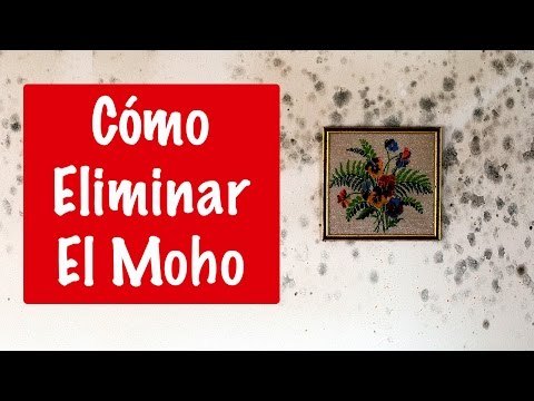 Eliminar el moho de las paredes