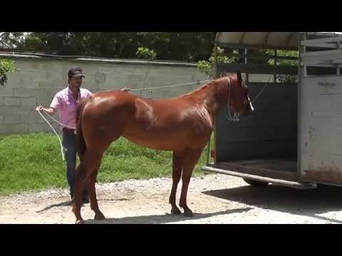 ¿Cómo subir un caballo a un remolque?