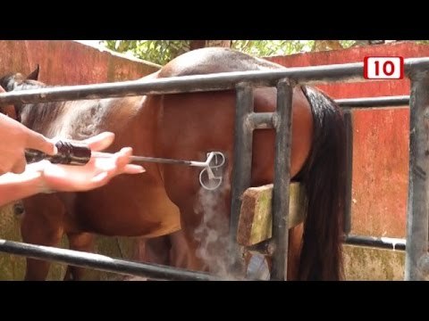 Herrraje de caballos con nitrógeno