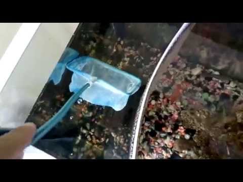 Acuarios. Pez de fácil cuidado.