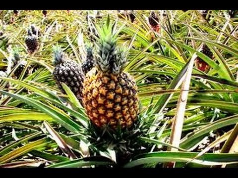 Cultivo de Piña 