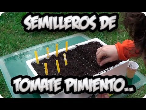 Hacer semillero de Tomate, Pimiento y Berenjenas
