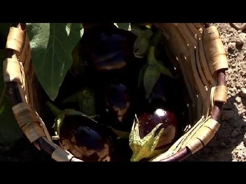 Cómo cultivar berenjenas