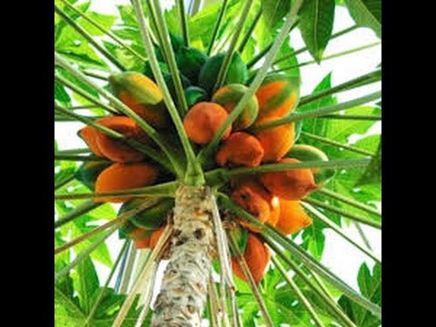 Cultivar Papaya