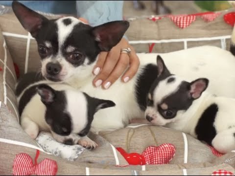Cuidados de un perrito recien nacido