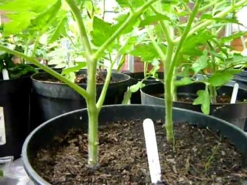 Como podar Tomate 1/2