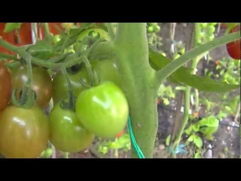 Como podar tomate 2/2