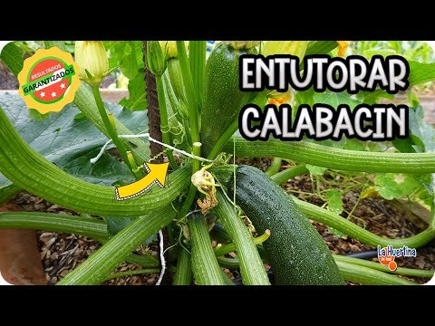 Podar y entutorar Calabacines