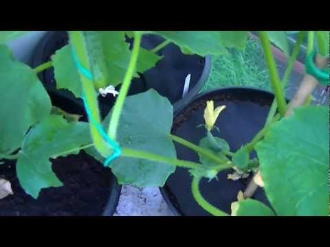 Como podar el pepino