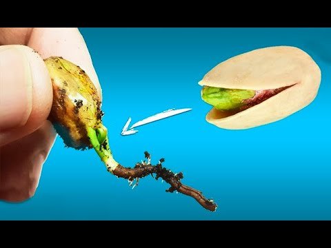 Germinar Pistachos