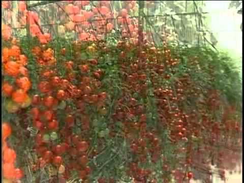Industria de produccion de tomates en invernadero
