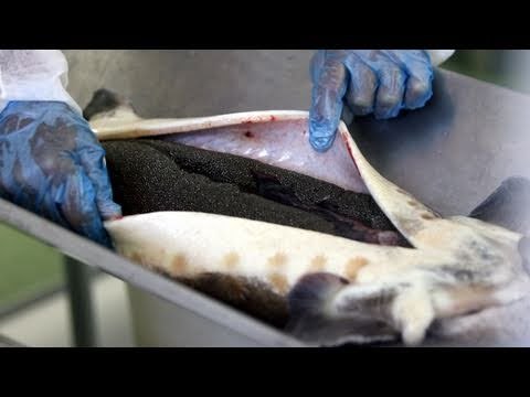 Caviar de Andalucía:  el mejor caviar ecológico del mundo