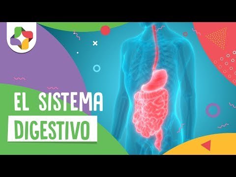 El Sistema Digestivo 