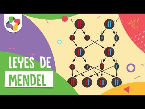 Ciencias - Las leyes de Mendel