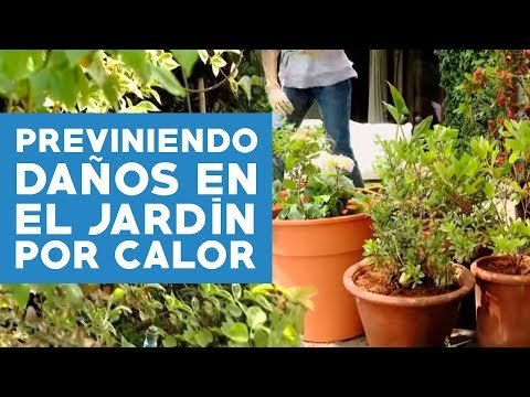 Prevenir daños en el jardín por el calor del verano