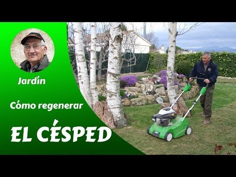 Como regenerar el cesped