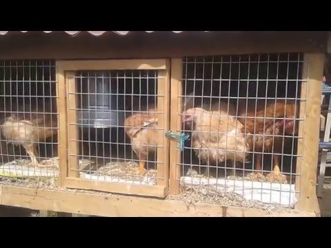 Como hacer una jaula casera para pollos