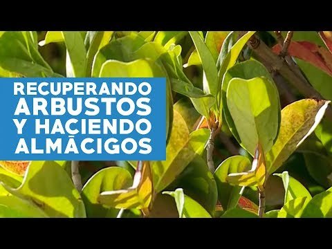Cómo recuperar arbustos