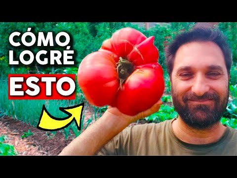 Trucos para cultivar tremendos tomates