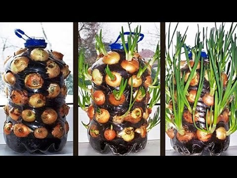 Plantar cebollas en una botella de plástico 