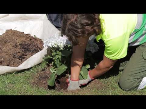 Plantar flores en el jardín