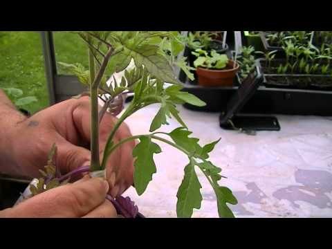 Aprende a hacer un injerto en tomatera