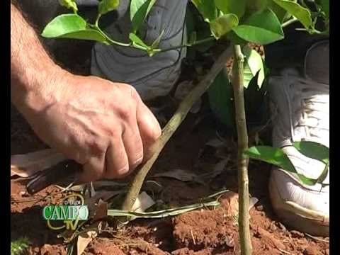 Injero en árboles frutales