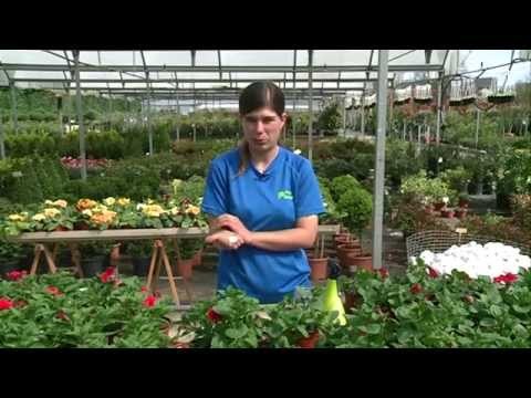 Consejos de Jardinería