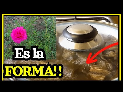 Tips para que tu jardin tenga más flores