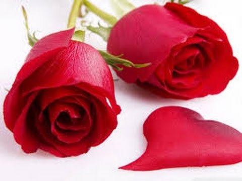 Aprende a cultivar Rosas