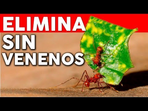 Eliminar las hormigas del huerto