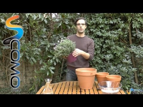 Trasplantar una planta