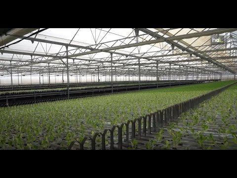 El vivero más inteligente de Europa, en Cuevas del Almanzora, Almería