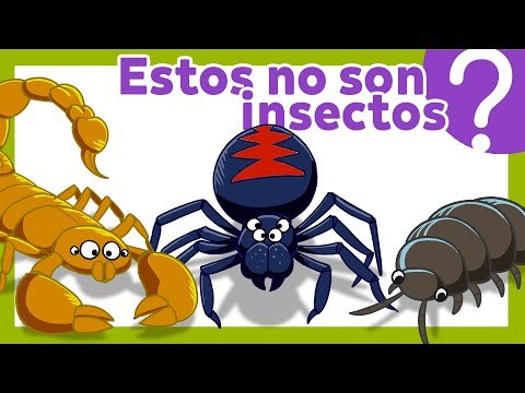 ¿Cualquier bicho es un insecto?